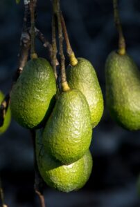 avocados-5153261_1280